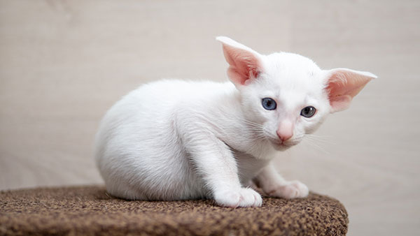 Bébé chat Oriental blanc