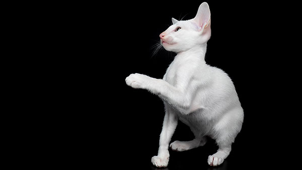 Chat Oriental blanc