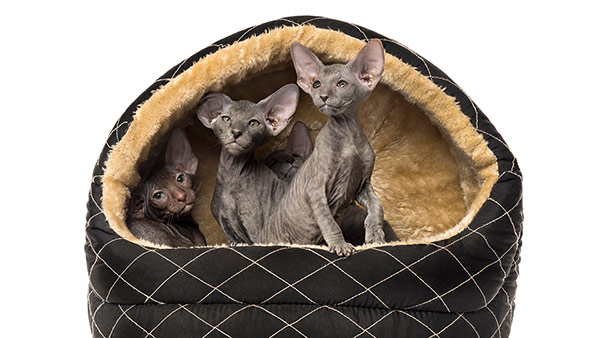 Bébé chat Peterbald