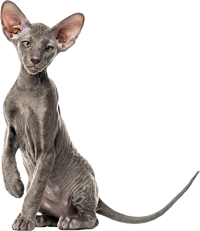 Chat de race Peterbald