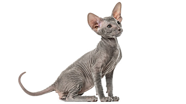 Chate de race Peterbald