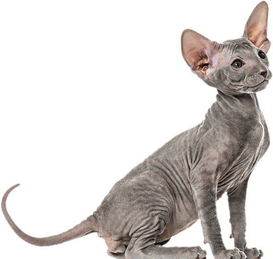 Bébé chat Peterbald