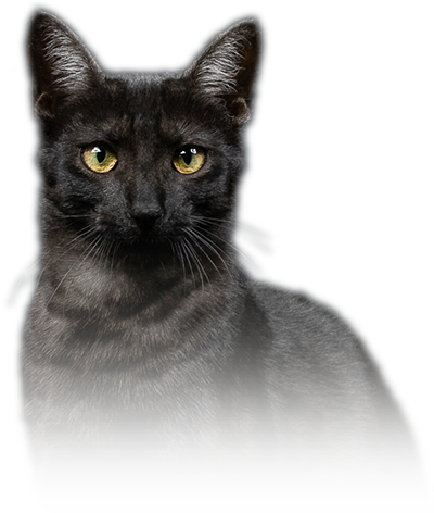 Chat Mau Égyptien de couleur noir